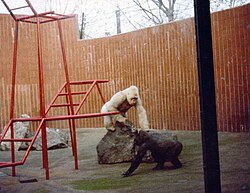 Copito de Nieve en su recinto en 1981