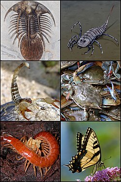 Ilustración general de la taxonomía de los artrópodos