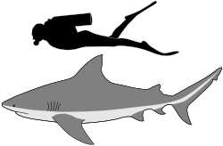 Comparación de tamaño entre un tiburón toro y un buceador