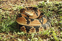Fotografía detallada de una serpiente Lachesis muta en su hábitat natural