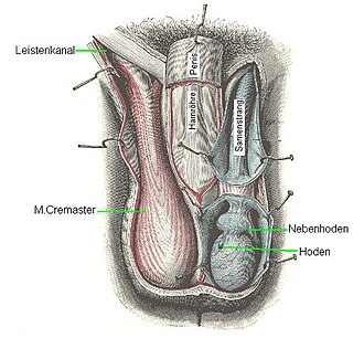 Representación esquemática del testículo humano y estructuras asociadas.