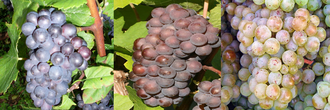 De izquierda a derecha: Pinot Noir, Pinot Gris y Pinot Blanc