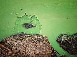 Invasión de Lemna sp
