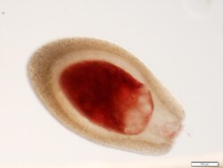 Testa de Gromia brunneri