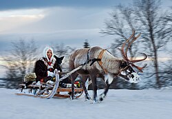 Reno tirando de un trineo en Noruega