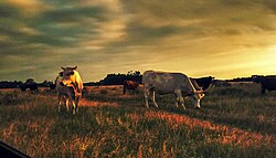 Ganadería en Rio Grande do Sul