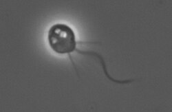 Detalle microscópico del flagelo de un coanoflagelado del linaje Holozoa.