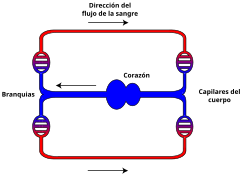 Sistema circulatorio en peces