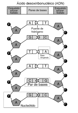 Representación de los nucleótidos como los peldaños de la escalera del ADN.