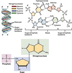 Estructura del ácido desoxirribonucleico