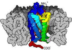 Receptor acoplado a proteína G