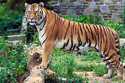 Tigre de Bengala en su hábitat natural