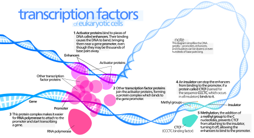 Esquema simplificado de un activador transcripcional