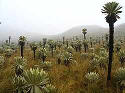 Espeletia pycnophylla en la reserva ecológica El Ángel, Ecuador