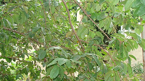 Guayabo común con frutos verdes