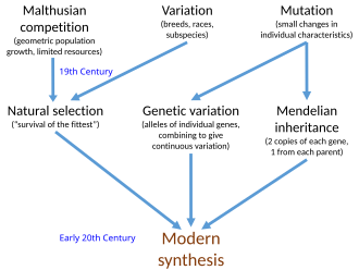 Diagrama conceptual sobre la integración de la variación genética y la selección natural