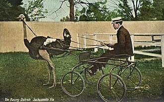 Ilustración histórica de una competición de velocidad con animales.