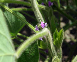 Detalle de las flores de la planta de soya.
