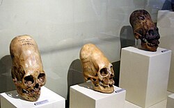 Cráneos deformados expuestos en el Museo Regional de Ica