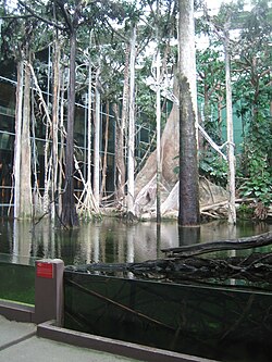 El bosque inundado