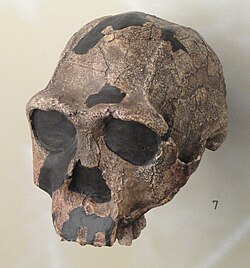 Cráneo fósil atribuido a Homo erectus