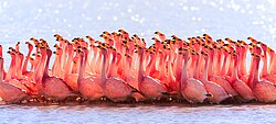 Flamencos en la Laguna Hedionda dentro de la reserva Eduardo Abaroa en Bolivia