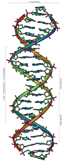 Representación esquemática de una molécula de ADN