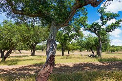 Paisaje de dehesa en el Alentejo