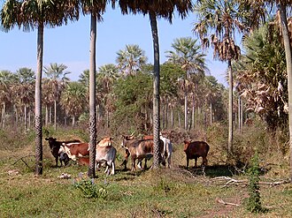 Ganadería extensiva en el Bajo Chaco