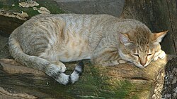 Ejemplar de Felis silvestris gordoni