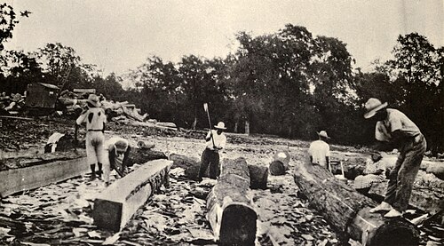 Madereros perfilando troncos de caoba en Belice, hacia 1930.