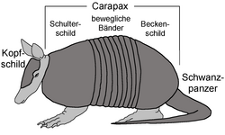 Representación esquemática de la armadura de un armadillo