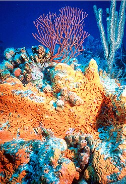 Arrecife de coral
