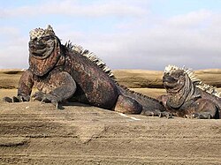 Iguana marina sobre rocas volcánicas en las Islas Galápagos.