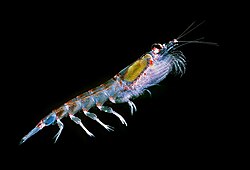 Krill antártico