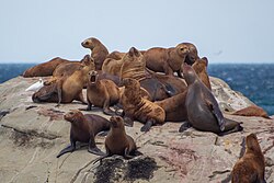 Lobos marinos en la costa