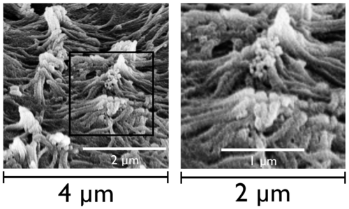Imagen tridimensional obtenida mediante microscopio electrónico de barrido de microvellosidades.