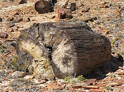 Detalle de un tronco de árbol fosilizado conservado en el suelo patagónico
