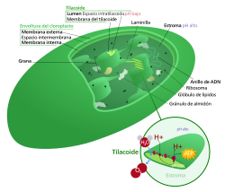 Esquema detallado de la estructura interna de un cloroplasto con sus membranas y tilacoides.