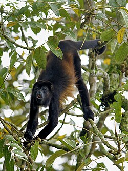 Alouatta palliata alimentándose colgado de su cola