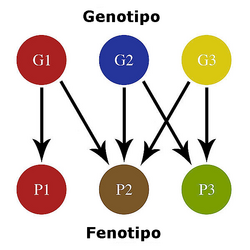 Diagrama de relación entre genotipo y fenotipo