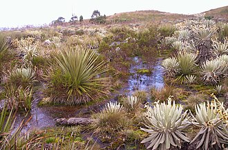 Páramo de Rabanal en Colombia