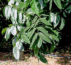 Árbol de caobo de hoja grande
