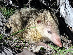 Tenrec común