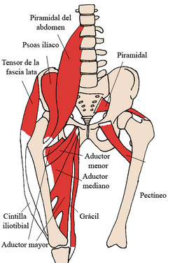 Vista anterior de los músculos de la cadera humana.