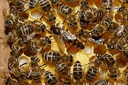 Abejas obreras y reina Apis mellifera