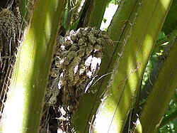 Primer plano de la inflorescencia de la palma africana
