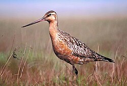 Ejemplar de aguja colipinta o Limosa lapponica