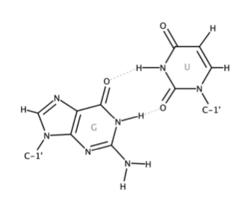 Esquema de apareamiento entre bases nitrogenadas
