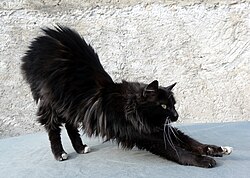 Un gato estirándose
